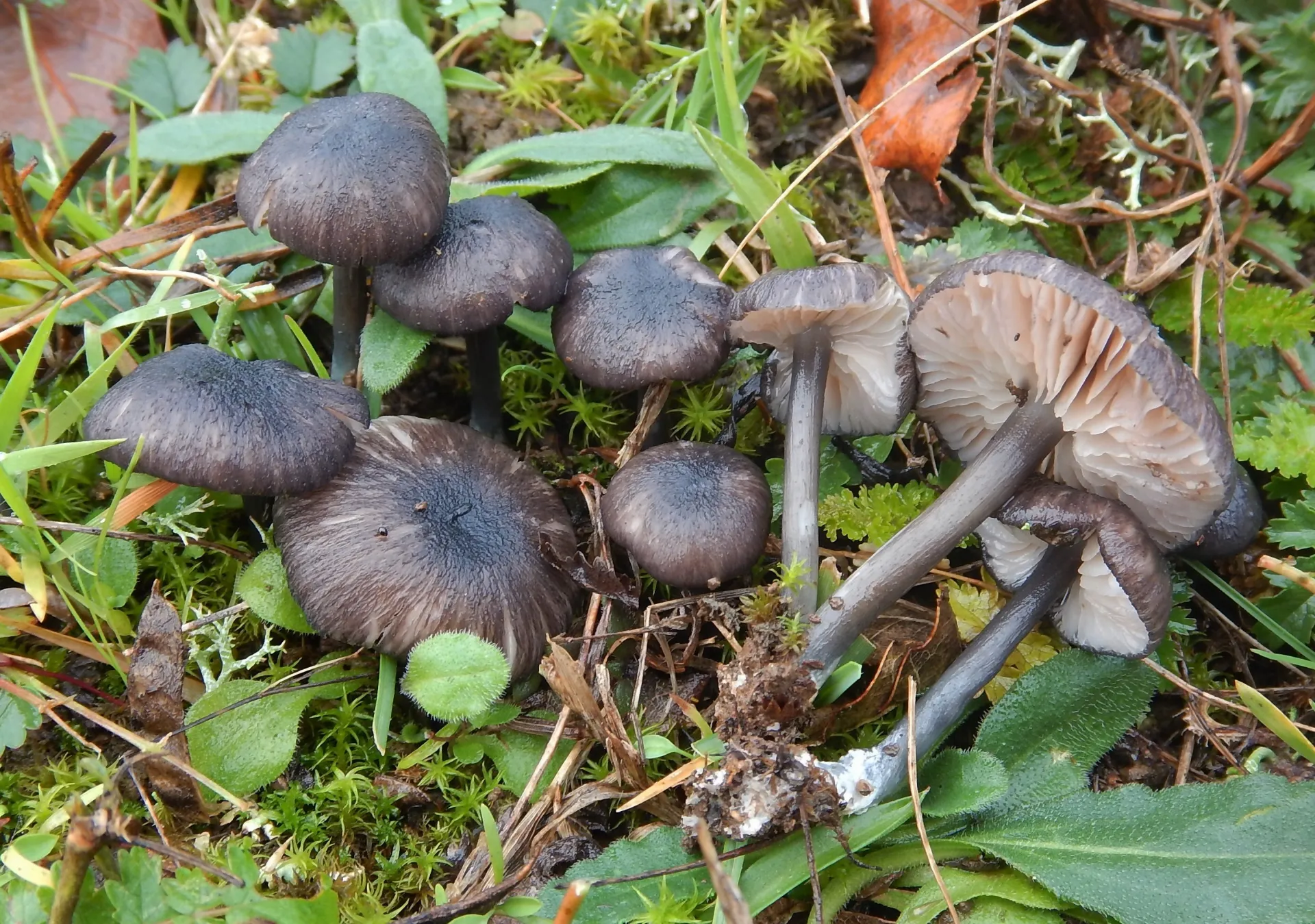 Entoloma coracis, 21-12-06 (3)